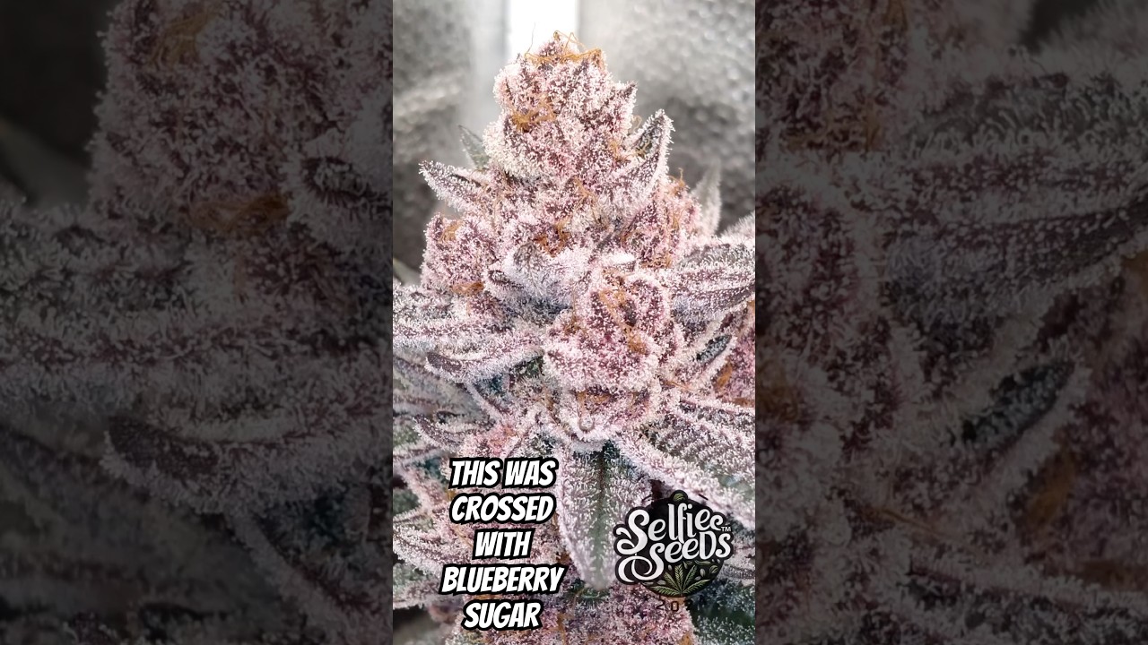 Tropicana Cherry 🍒 Relentless Genetics x Harvesting Seeds x Blueberry Sugar 🫐 Blockhead Buds