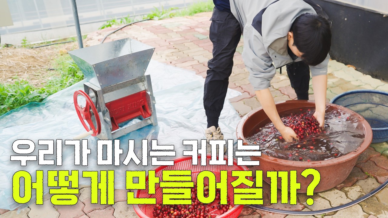 우리가 매일 마시는 커피는 이렇게 만들어집니다 (커피 가공AtoZ)