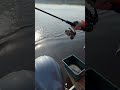 Щука на спиннинг #fishing #щука