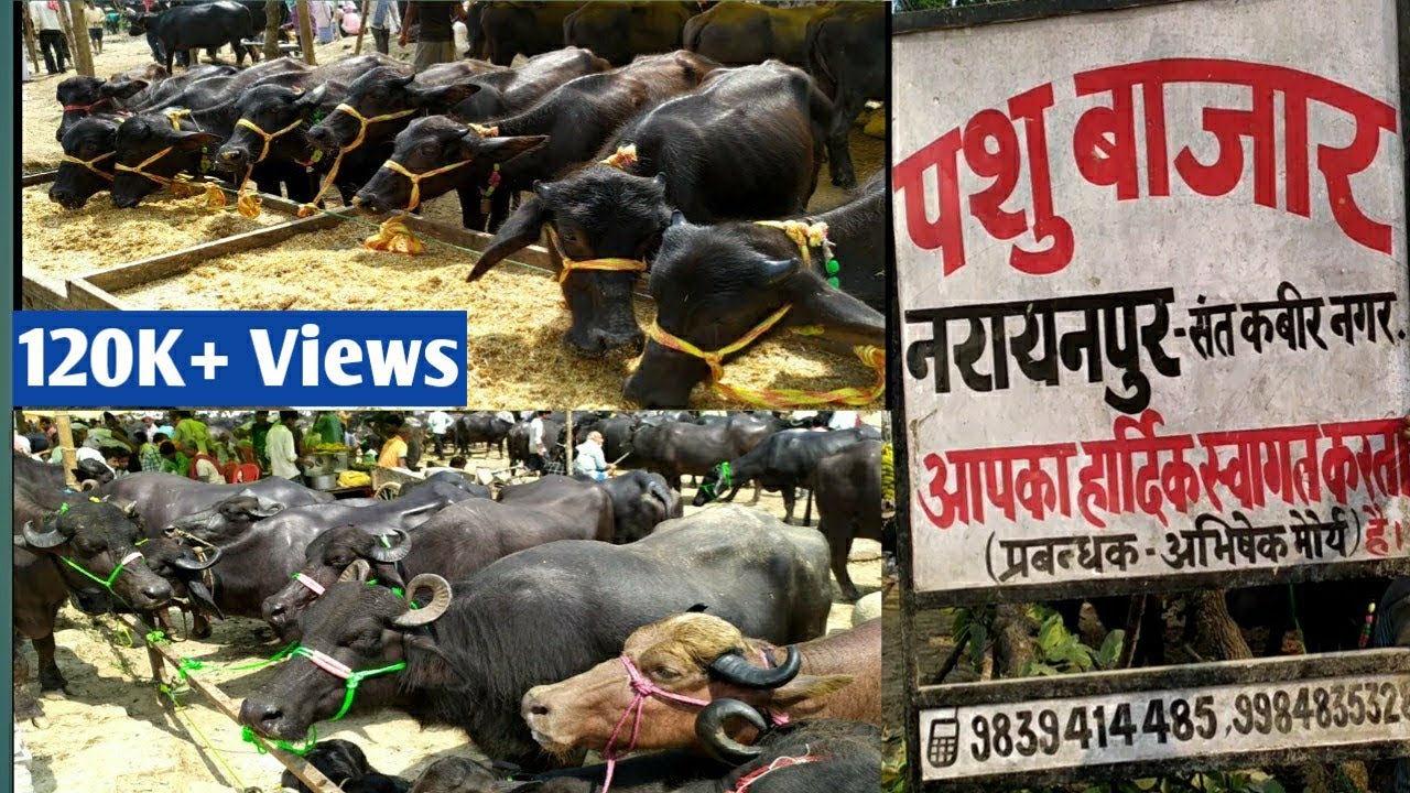 Narayanpur Pashu Mandi , Cattle Market, Khalilabad UP INDIA || नरायनपुर पशु मण्डी - उत्तरप्रदेश भारत