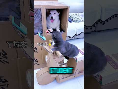 Lona Where Are You All Going Keep Paying Toll Tax Shorts