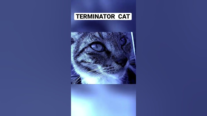 Terminator Cat #cats #shorts #funny