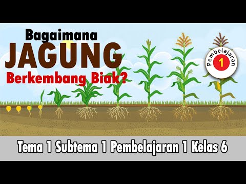 Video: Bisakah tanaman hibrida berkembang biak?