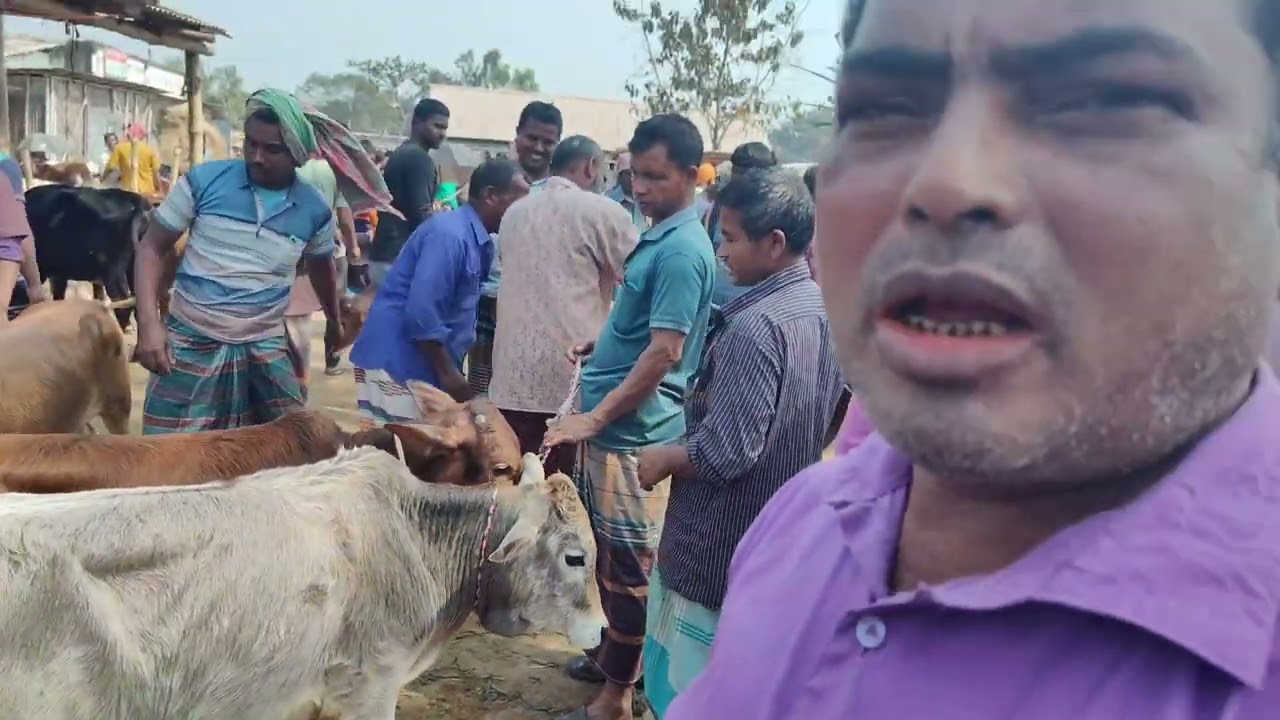  হঠাৎ রমজান উপলক্ষে দাম কমলো কেন দেশি ষাড় বাছুরের রানী বন্দর হাট দিনাজপুর 