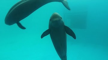 GLOBALink | Number of finless porpoises in China exceeds 1,200
