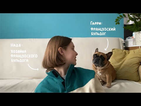 видео: Французский бульдог | Что важно знать перед тем как заводить