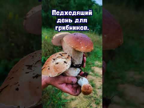 7 августа народные приметы. Приметы 7 августа. 7 августа именины #народныеприметы #приметы