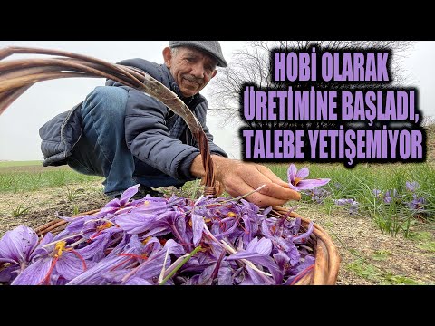 Hobi olarak üretimine başladığı safran soğanı talebine yetişemiyor! (Detaylar açıklamada)