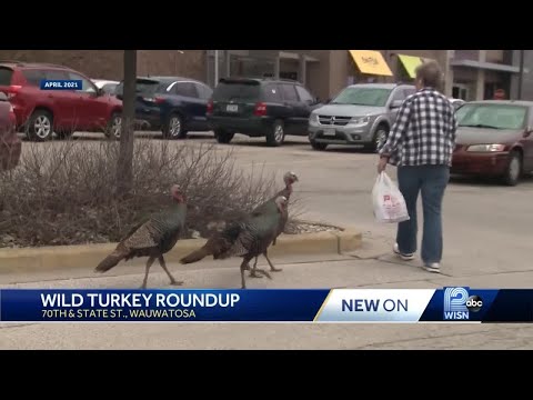 Aggressive Tosa turkeys