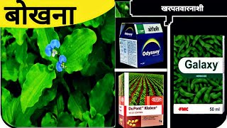 बोखना खरपतवार के लिए खरपतवार नाशक | Galaxy herbicide | DuPont Kloben | Basf Odyssey