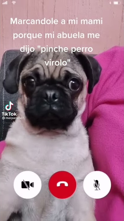 Perro virolo