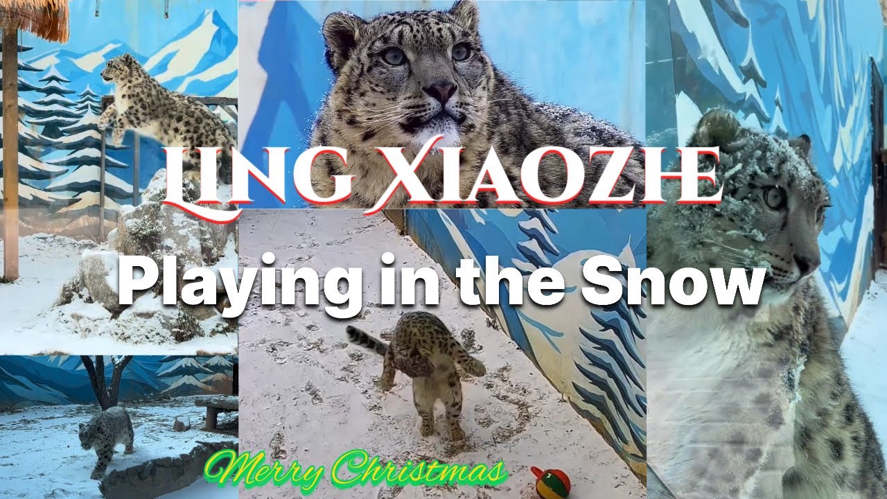 Снежный барс Лин Сяочжэ играет в снегу | Счастливого Рождества