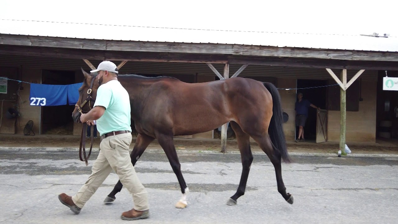 2020 Fasig Tipton Midlantic Sale Hip 273 by TALE OF THE CAT