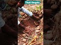 Thati Thegalu Thegalu Gegulu Palm Sprout Shri Gayatri Eco Products Anni Creations Ytshorts 
