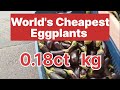 World&#39;s Cheapest Eggplants🍆 0,18ct kg Only