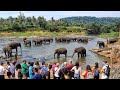 Sri lanka pinnawala elephant orphanage 4k