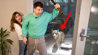 The Anazala Family! We Found A REAL WOLF in our Backyard