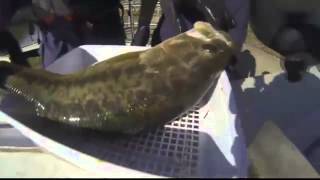TVA Surveys Chickamauga Fish Populations screenshot 5