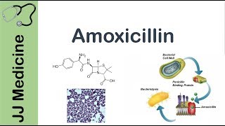 Amoxicillin | Bacterial Targets, Mechanism of Action, Adverse Effects | Antibiotic Lesson