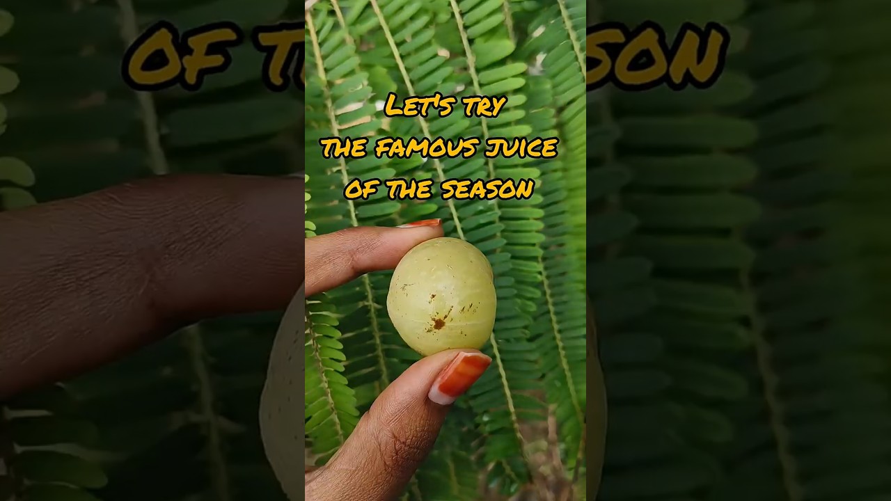 Amla Juice | #soulfulstories #villagelife #amla #amladrink #amlajuice