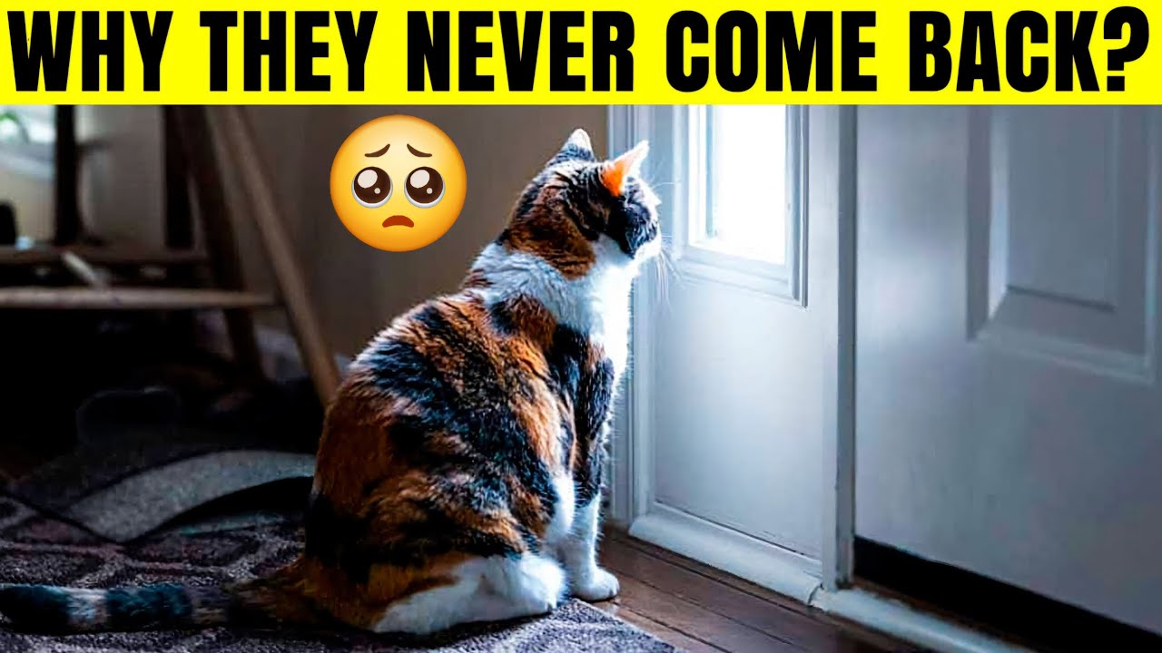 why-do-cats-leave-and-never-come-back-youtube