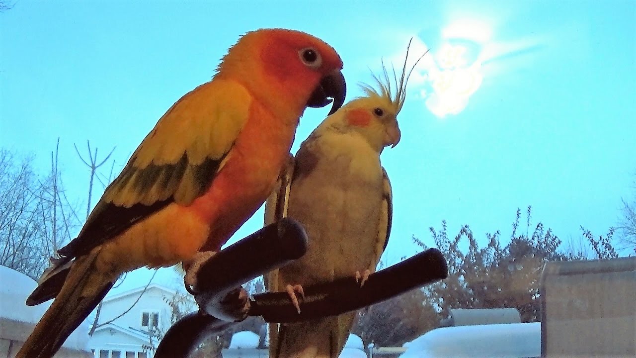 Rescued Birds - Cockatiel \u0026 Sun Conure 