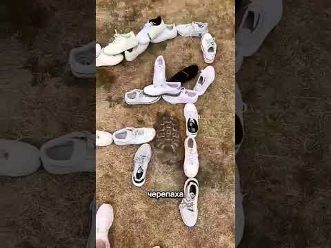 Черепаха всегда выбирает чёрную обувь