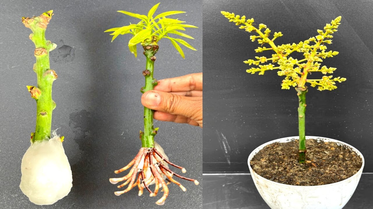 Mango Tree Small Project Grow Mango Tree Small Branch From Cutting Using Cotton - YouTube