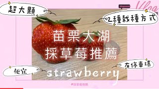 Recommended strawberry picking in Taiwan｜Miaoli Dahu