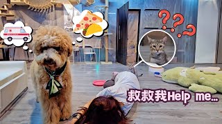 Dog vs Cat Reaction to Owners Death PRANK ! Can't believe this happened ! | Ducy & Maxi