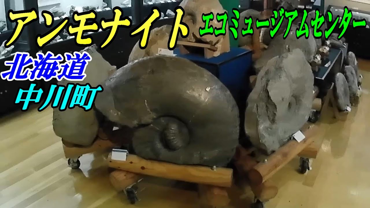アンモナイトが凄い 北海道 中川町 エコミュージアムセンター - YouTube