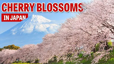 When to See Cherry Blossoms in Japan - DayDayNews