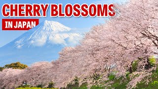 When to See Cherry Blossoms in Japan