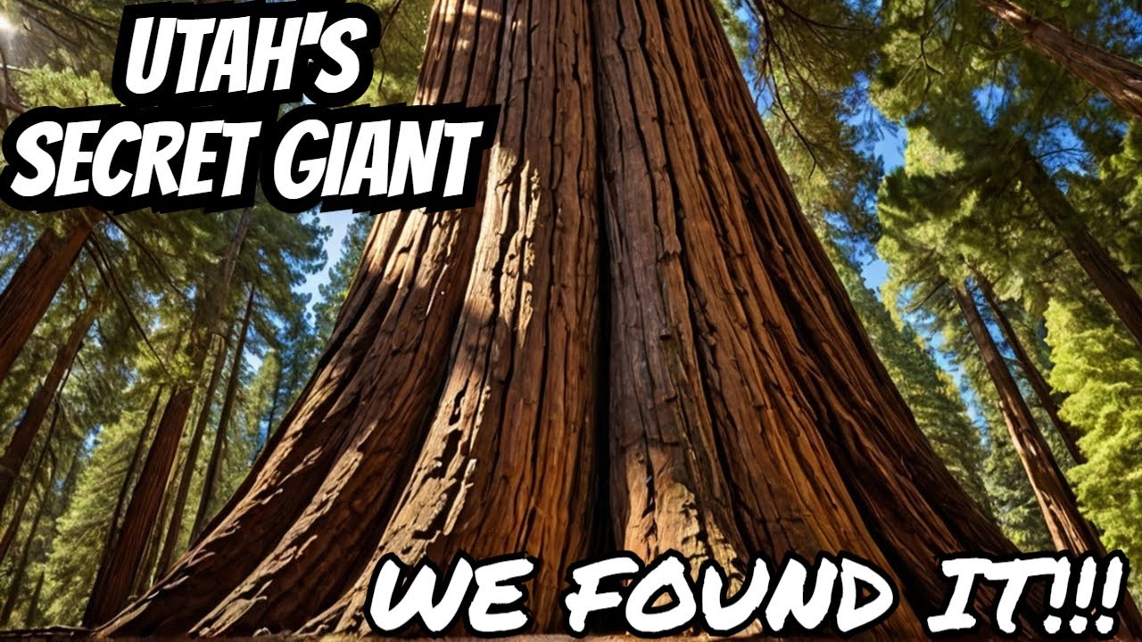 The Hidden Giant: The Search for the ONLY known Giant Sequoia in Utah ...