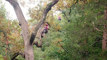 King of the Canopy  -  Video Teaser