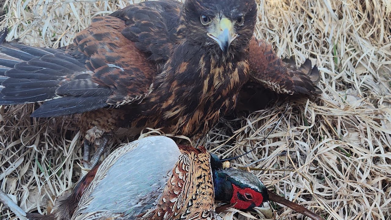 UNBELIEVABLE Nebraska Pheasant Hunt With A Harris Hawk 🔥1st ROOSTER!