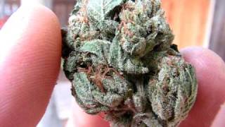 SFV OG KUSH