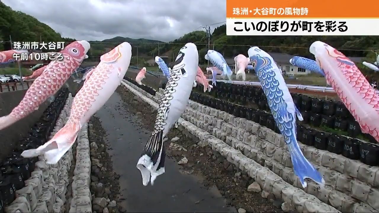 こいのぼり First carp streamer festival held in Suzu's Otani River since the
