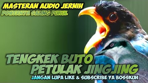 MASTERAN AUDIO JERNIH TENGKEK BUTO VS PETULAK JINGJING || TENGKEK BUTO GACOR || PETULAK JINGJING