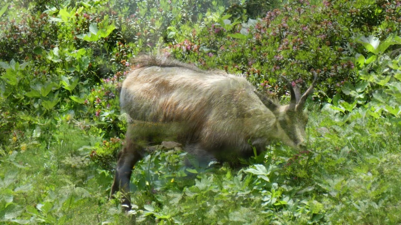 Vallée du Boréon début Juillet 2023.