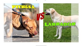 Labrador vs Pitbull Dog comparision by Dog tubed.