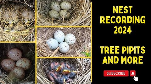 Tree Pipit Nest and more | Nest Finding & Monitoring 2024