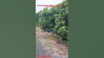 Cần bán nhanh DT 2 mẫu đất lúa có 150m2 thổ cư giá 105 triệu 1 công thuộc huyện Thạnh hóa