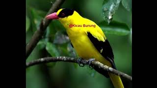 Suara Burung Kepodang Pemikat Dan Ngerol ~ Pancingan Buat Burung anda