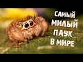 ПАУК СКАКУН, СКАКУНЧИК или ТАНЦУЮЩИЙ ПАУК