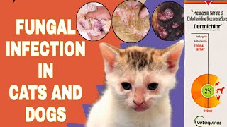 HOW TO PROTECT CAT | DOG FROM FUNGAL INFECTION?| FUNGAL | SKIN |YEAST INFECTION IN DOG | CAT #fungal by THE PET GUY 195 views 2 weeks ago 2 minutes, 46 seconds