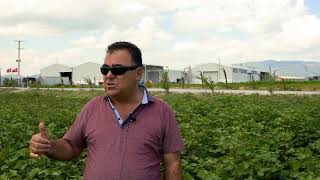 Üreticilerimiz Progen Tohumlarının Ayrıcalıklarını Anlatıyor