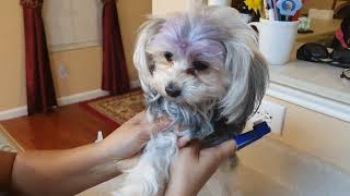 Cute Puppy Brushing Teeth  |  Funniest & Cutest  Puppies #66 - Funny Puppy Videos 2020 by Which Dog Should I Get? Dog Breed Selector 11 views 3 years ago 6 minutes, 24 seconds