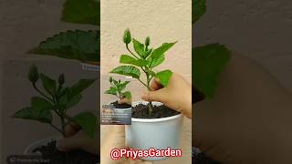 জবা গাছের কাটিং লাগানো /Yellow swamp rose Cutting Grow / propagation of hibiscus plant & Liscianthus