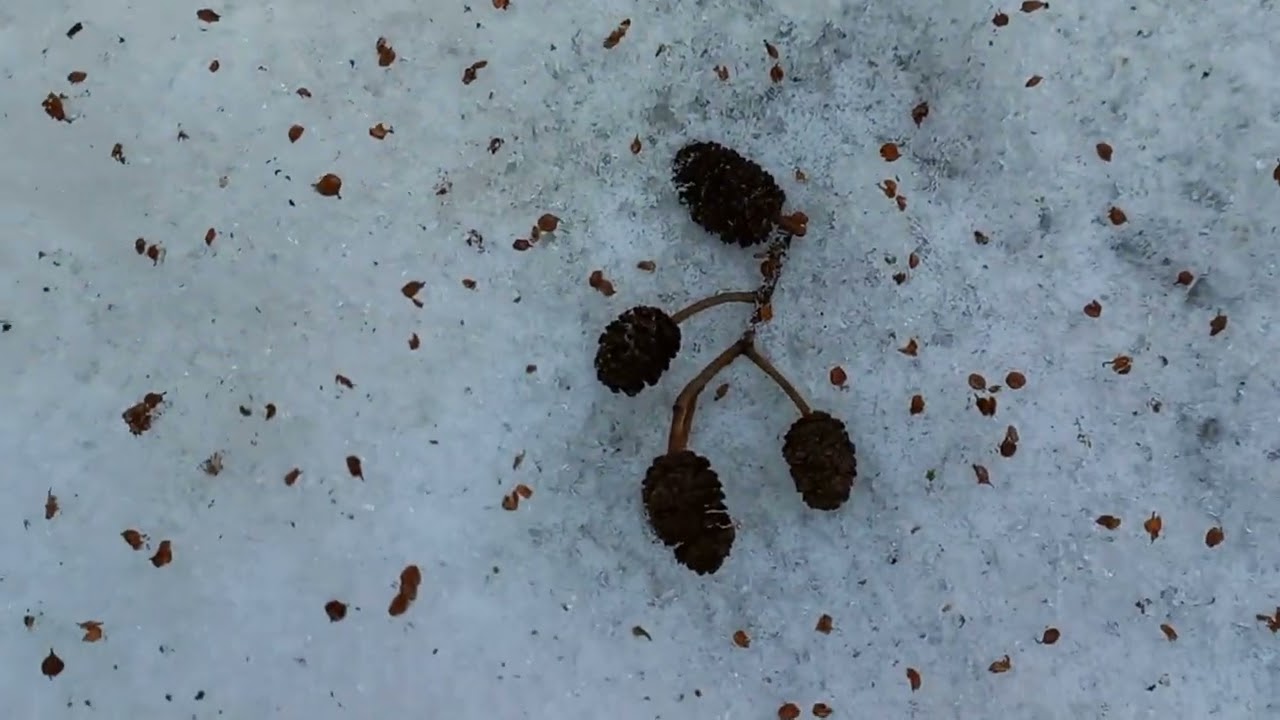 Прогулка февральская часть 2